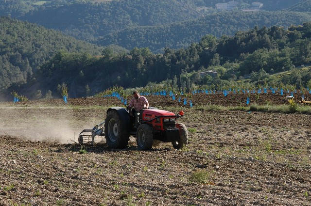 Préparation des terres avant plantation du verger d'abricotiers